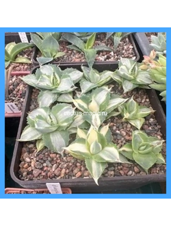 Agave isthmensis 'Ohi Raijin Shiro Nakafu'
