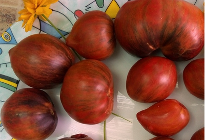 Томат Rebel Starfighter Prime (Мятежный звездный истребитель)