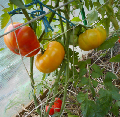 Томат Хейзел мей (Hazel mae)