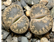 Lithops lesliei v.venteri (Чехия) - 10 семян