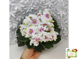 Р-Ярило Люкс (В. Зуб) 2022 г.