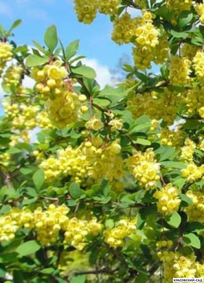 Барбарис Тунберга Indian Summer - фото листвы - красовский-сад.рф