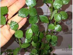 Hoya Lacunosa "Fraser Hills"