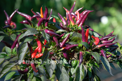 Перец Острый  Maya Black Blood, 10 шт