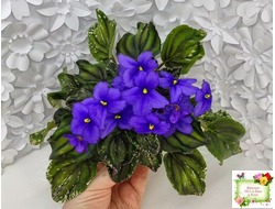 LV-БИГ (Л. Шевелева) 2024 г. трейлер (лист с детками посажен 15.08.25)