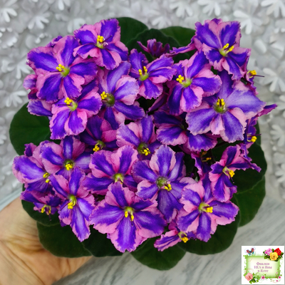 СГ-Каспер (И.Киселёва/С.Голубцова) химера