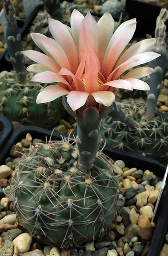 Gymnocalycium morroense VG-015 - 5 семян