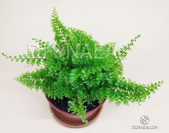 Nephrolepis Exaltata Cotton Candy - Нефролепис возвышенный Cotton Candy, Нефролепис Сахарная Вата, Папоротник Сузи Вонг