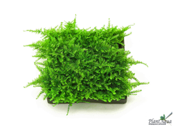 Керамическая площадка с сеткой для культивации растений, 6,5*6,5 см