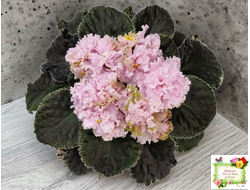 АВ-Роскошная Жизнь (Фиалковод) 2021 г. (лист посажен 03.11.25)