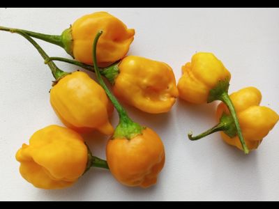 Перец острый Aji Mango