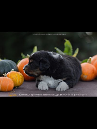 девочка ОРАНЖЕВЫЙ ошейничек Д-2025, mas = ЗАБРОНИРОВАНА