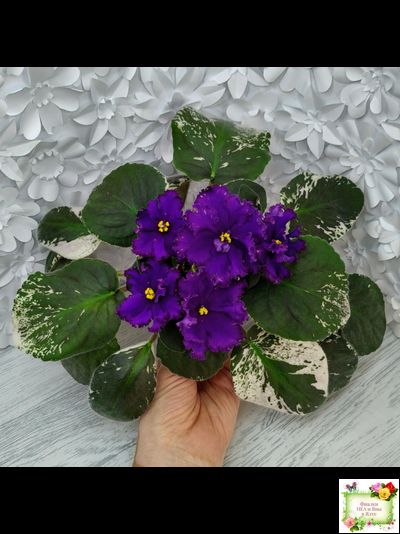 РМ-Черный Оникс (Н. Скорнякова) 2023 г.