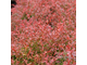 Барбарис тунберга Оранж Дрим (Berberis thunbergii Orange Dream)