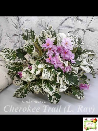 Cherokee Trail (L. Ray) трейлер (пасынок сорт посажен 06.10.25)