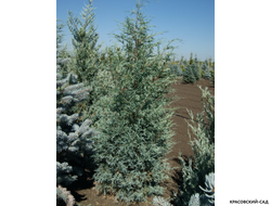 Можжевельник Мунглоу - Moonglow