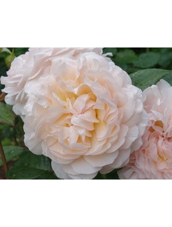 Вайсфогель (Weisvogel)