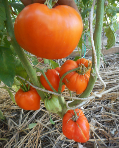 Томат Оранжевое сердце (Лискин нос)