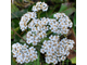 Тысячелистник (Achillea millefolium) 5 г - 100% натуральное эфирное масло