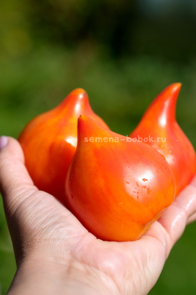 Томат Волшебные Шляпки тётушки Гретель