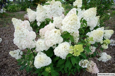 Гортензия Диамантино - Diamantino