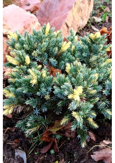 Можжевельник чешуйчатый Floreant