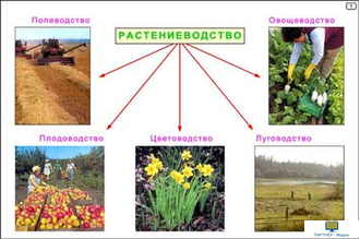 Культурные растения  (24 шт), комплект кодотранспарантов (фолий, прозрачных пленок)