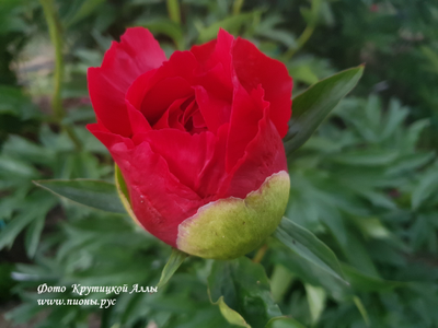 Пион Carina (Карина)