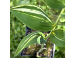 Polygonatum odoratum var. maximowiczii 'Taiga'