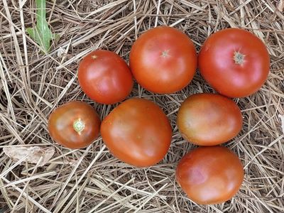 Томат Черный принц