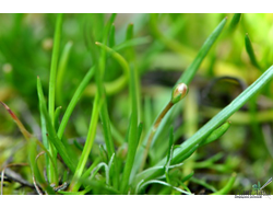 LITTORELLA UNIFLORA/ ЛИТТОРЕЛЛА УНИФЛОРА (меристемная)