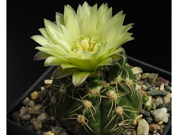 Gymnocalycium denudatum form VG-1451 - 5 семян