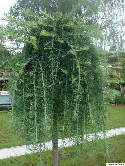 Лиственница японская Стифф Випер - Stiff Weeper