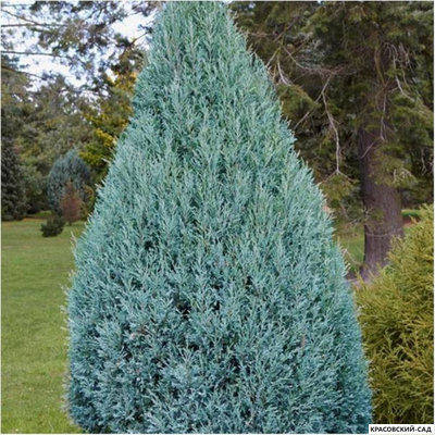 Можжевельник Моффат Блю - Moffat Blue
