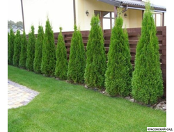 Голден Смарагд купить - Красовский-Сад.рф