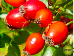 ШИПОВНИК ВИТАМИННЫЙ "ВОРОНЦОВСКИЙ"