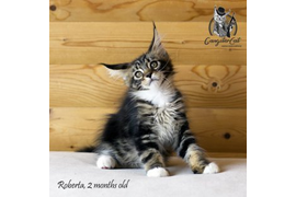 Волгоградский питомник Мейн кунов GangsterCat. Сайт: www.gangstercat.ru Тел: +7 (917) 335-09-66 (WhatsApp, Viber, Telegram), Татьяна.