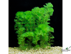 Кабомба каролинская (пучок)