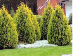 Туя Голден Брабант - Красовский-Сад.рф