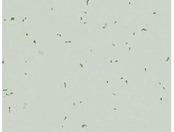 50233 Swedish Grey Sphera Energetic коллекция яркого гомогенного линолеума Forbo купить с доставкой