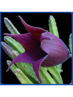 Stapelia