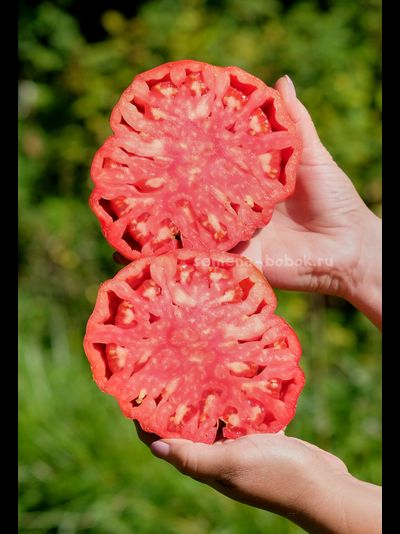 Томат Гигант Фарина, 10 шт