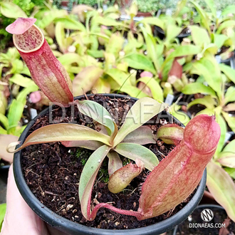 Nepenthes Hybrid - Непентес гибридный