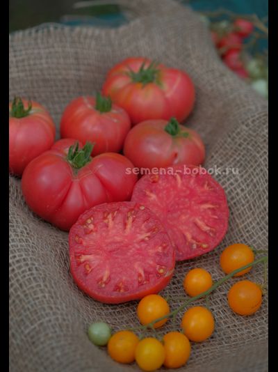 Томат Dwarf OPO (Гном ОПО), 10 шт