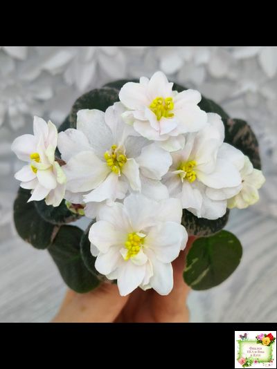 Golden Eye (S. Sorano)