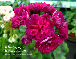 Пеларгония Есфирь Прекрасная