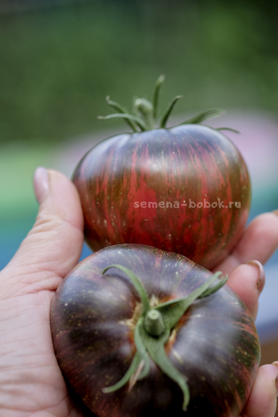 Томат Marsha's Starfighter Beefsteak (Бифштекс Марши), 10 шт