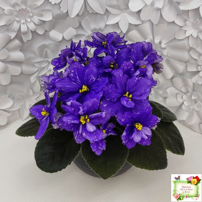 Н-Млечный Путь (Н. Бердникова)