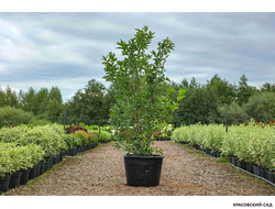 Бересклет Европейский - Euonymus europaeus