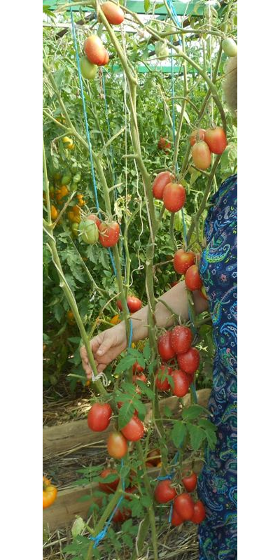 Томат Мархотская кисть (Мархотское гроно)